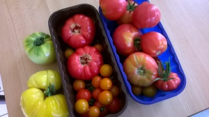 Selection of Tomatoes grown at Horizon Centre